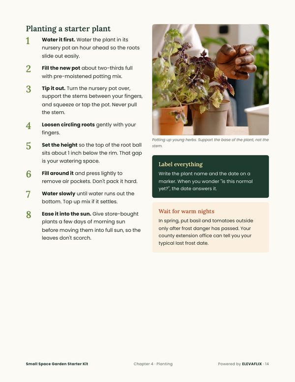 Page: planting a starter plant, step by step