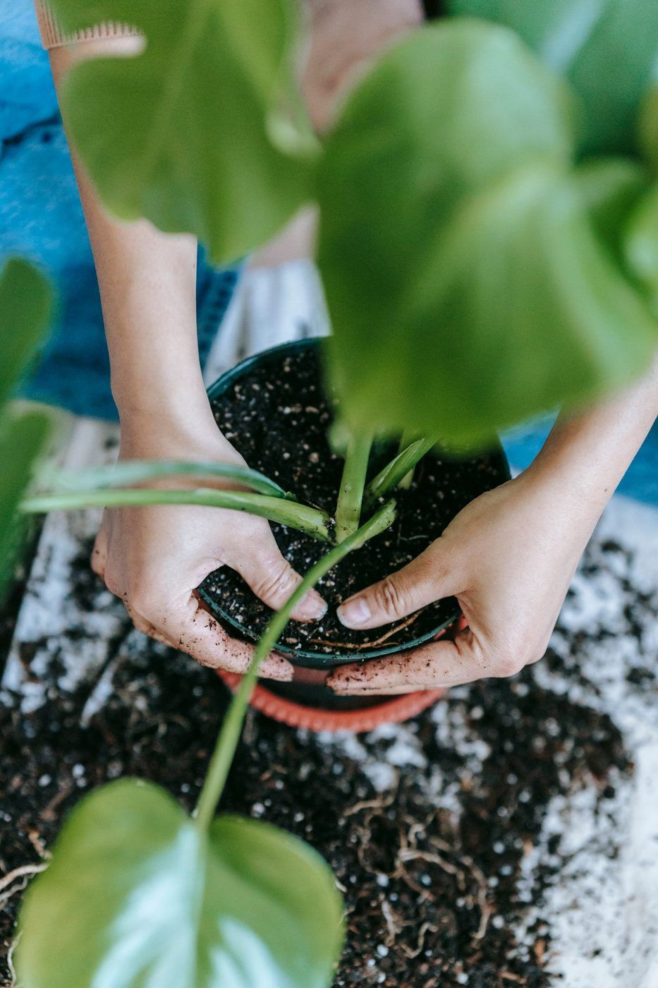 Hands filling a pot with potting mix