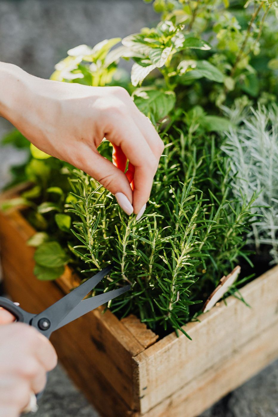 Freshly harvested herbs