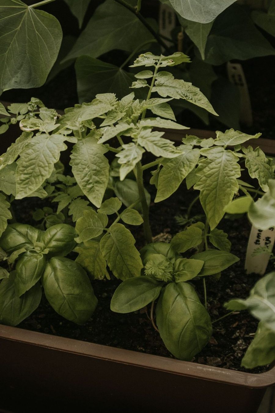 Cherry tomatoes and basil growing in containers