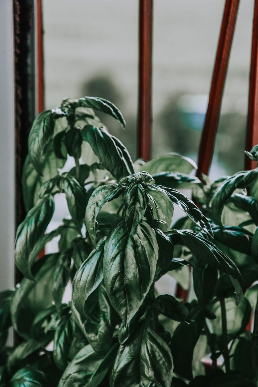 Basil growing on a kitchen windowsill