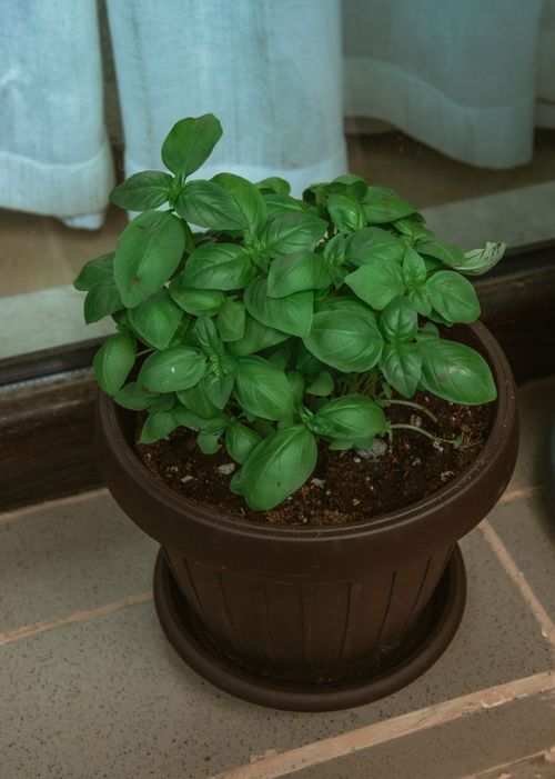 Basil
