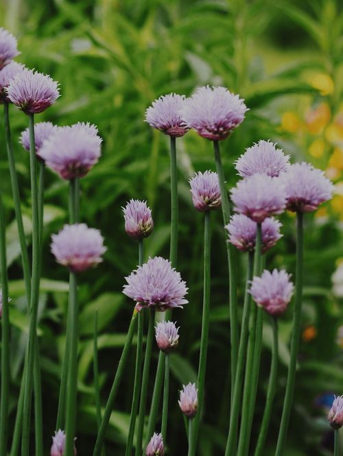 Chives