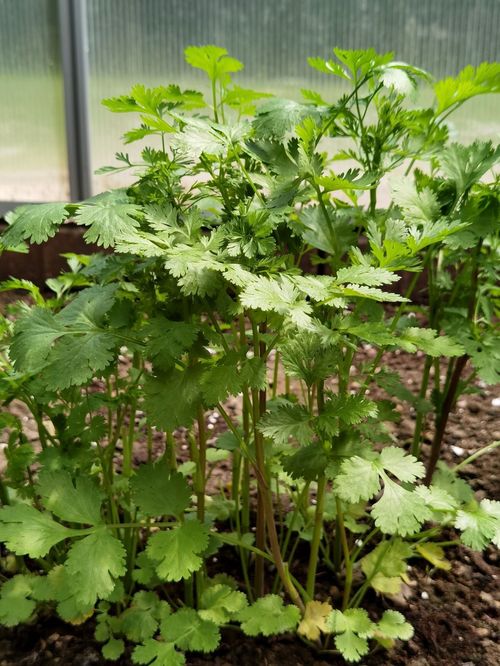 Cilantro