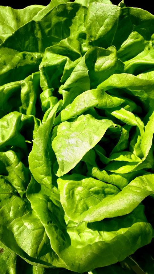 Leaf lettuce