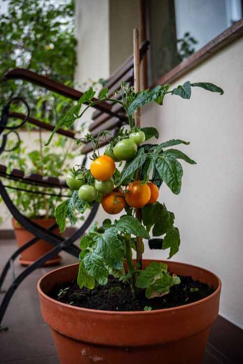 Cherry tomatoes
